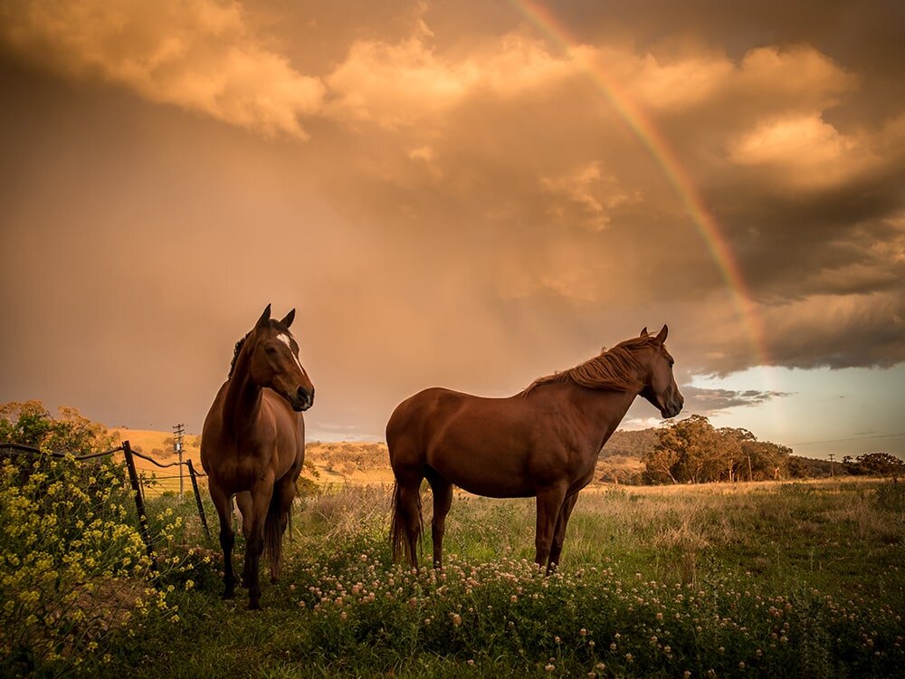 Winterizing Your Pasture