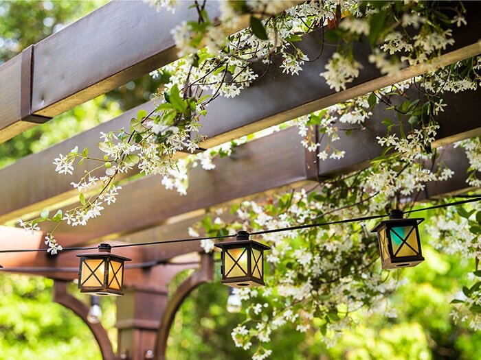 Growing Vines from Seed