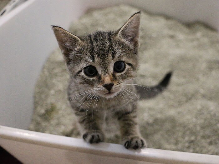 How to Choose the Best Cat Litter for Your Cat