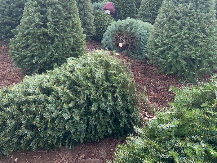 How to Care for Your Premium Fresh Cut Christmas Tree