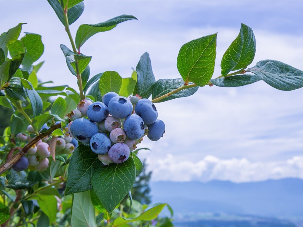 Planting & Growing Blueberries