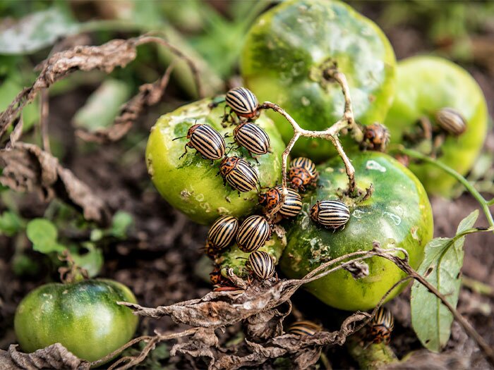 Farm & Garden Pest Control Guide