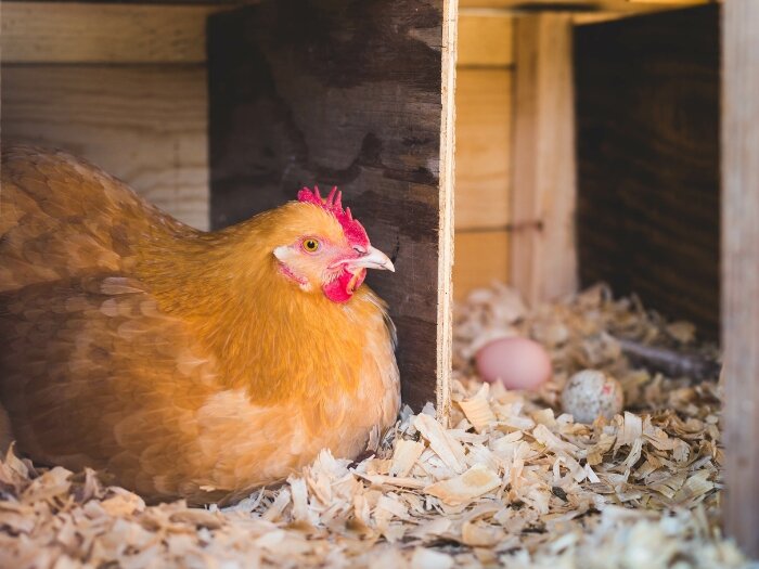 Tips to Keep Egg Production Up in the Winter