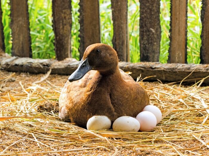 Considering Ducks for Eggs? Here’s What You Need to Know