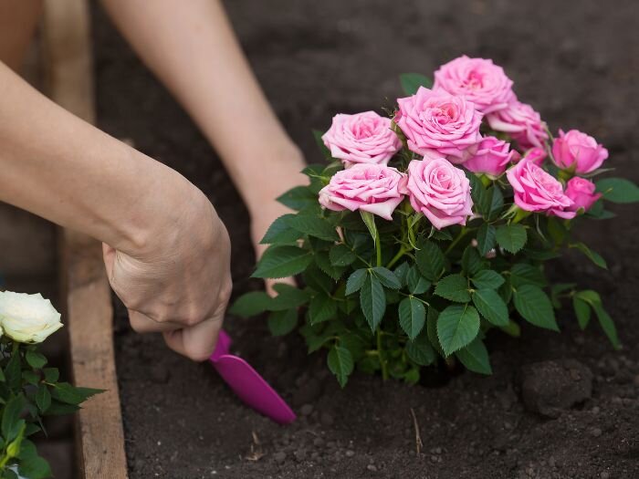 How to Plant & Care for Roses in Late Spring