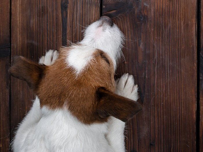 Puppy Colors for Your Daily Pause with Benjamin Moore