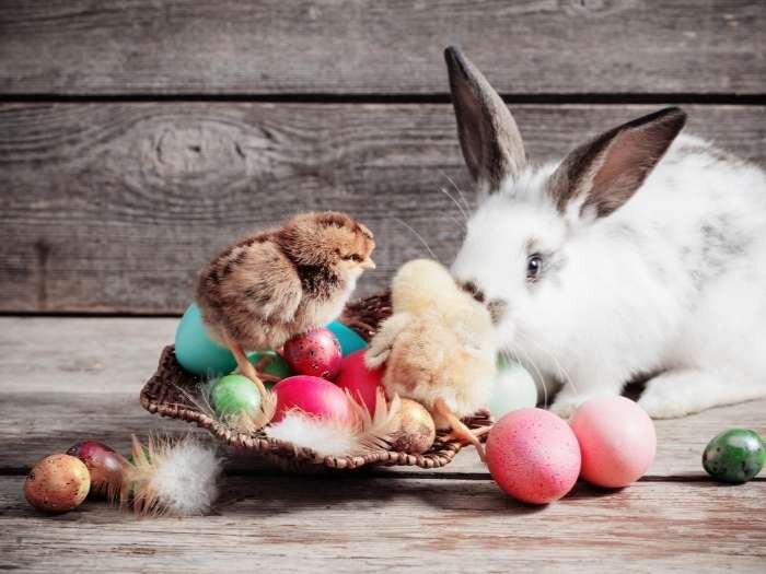 Raising Chickens in the Spring