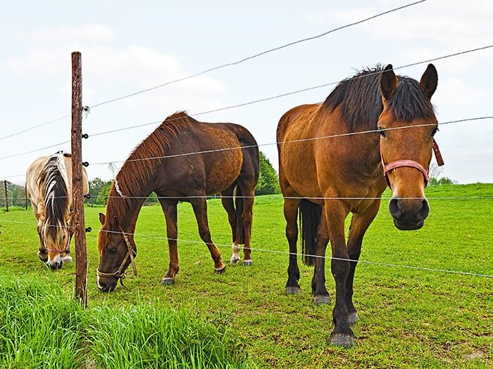 Why Use Electric Fencing
