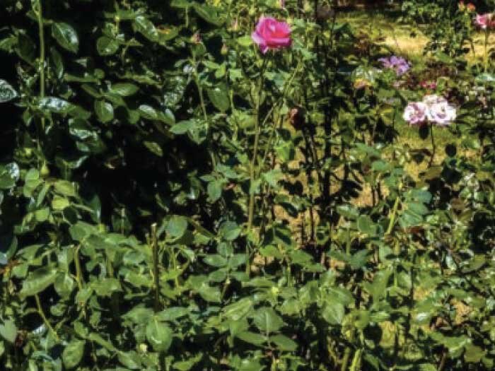 Pacific Northwest Pruning with Mike Darcy