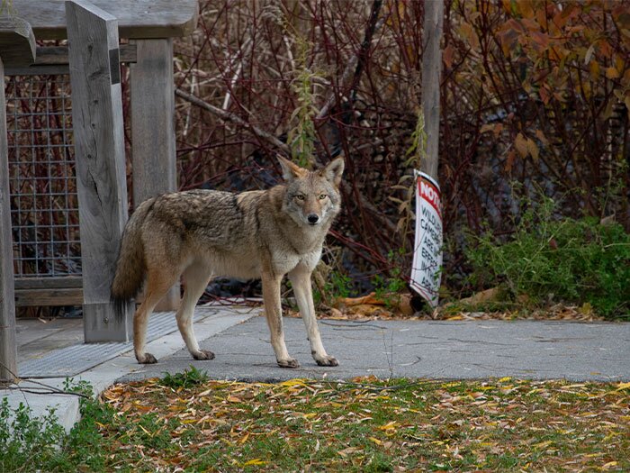 Farm Predators: Protecting Your Land and Livestock