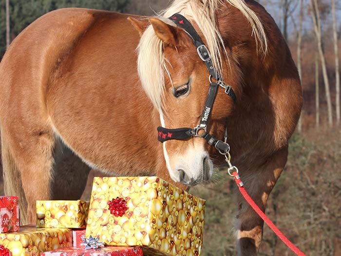10 Perfect Christmas Gifts For Horse Lovers