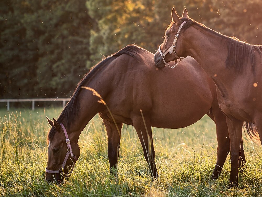 What To Expect When Your Horse Is Expecting