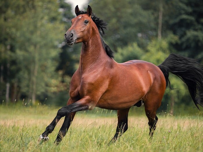 How Feeding Teff Grass Pellets Can Help You and Your Horse