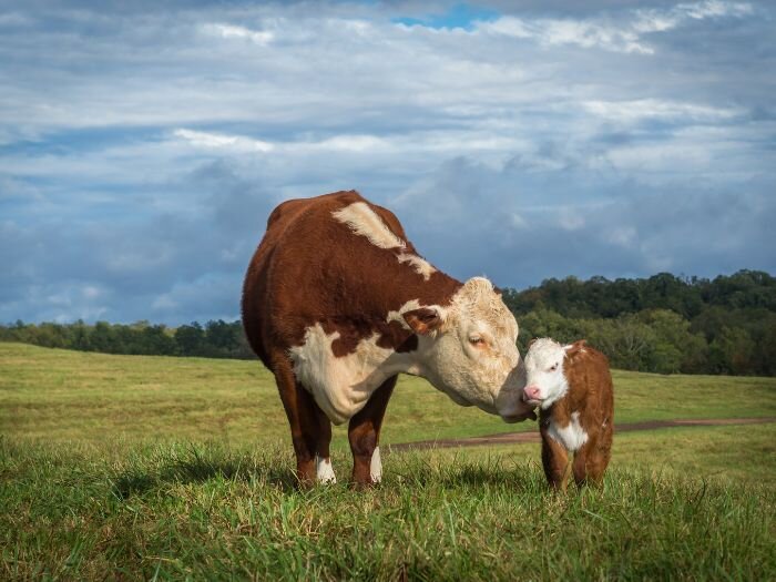 Exploring the Best Small Cattle Breeds for Your Farm