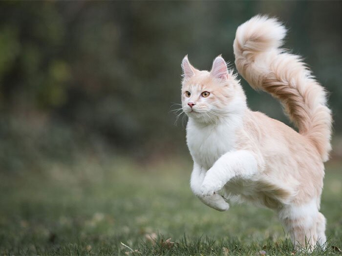 Natural Pest Control: Friendly Garden Helpers