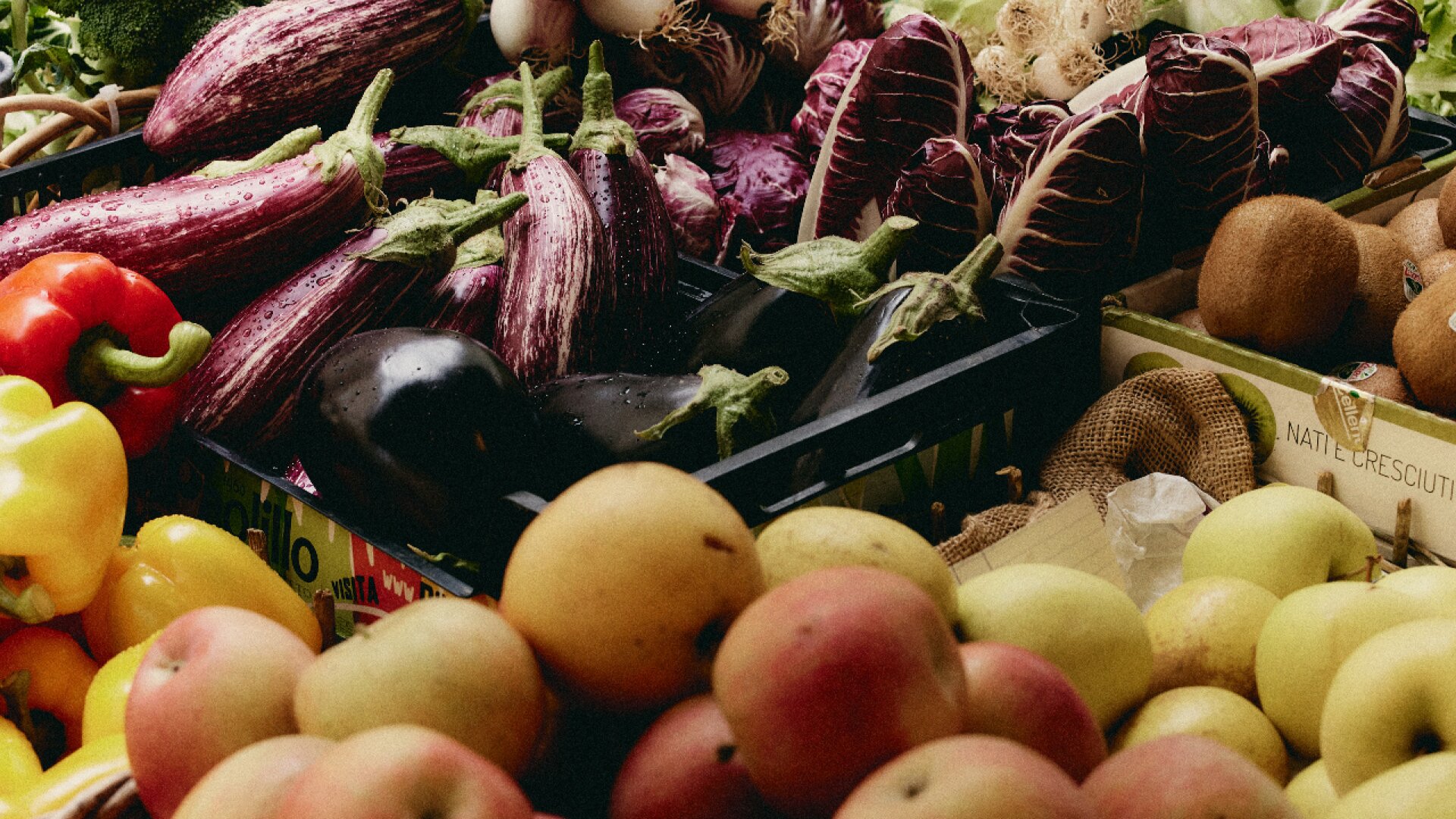 Exploring the Gut-Immune Axis