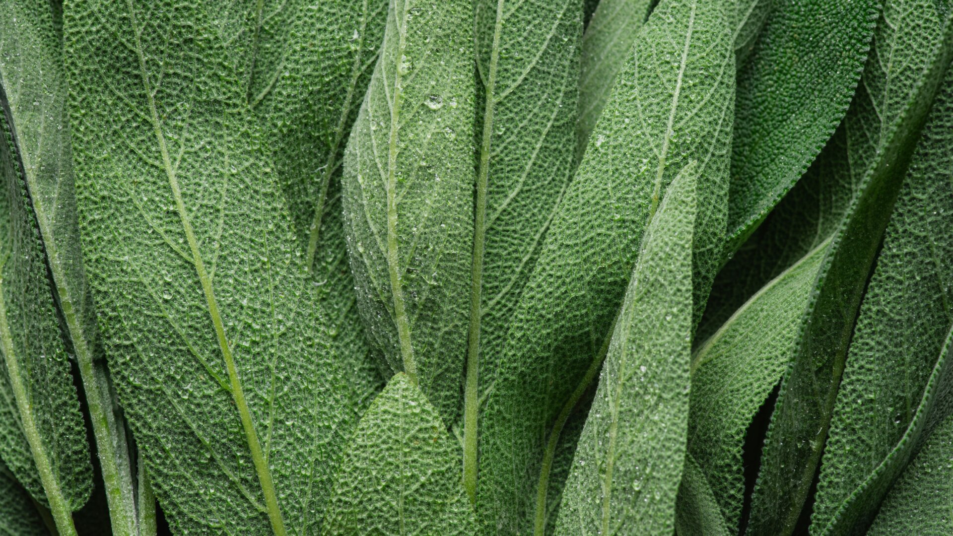 More Than a Seasoning: Nootropic Benefits of Sage for Mental Focus