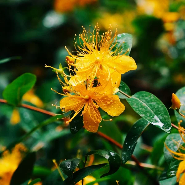 Hypericum perforatum