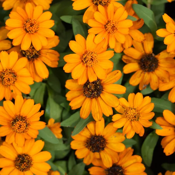 Calendula officinalis