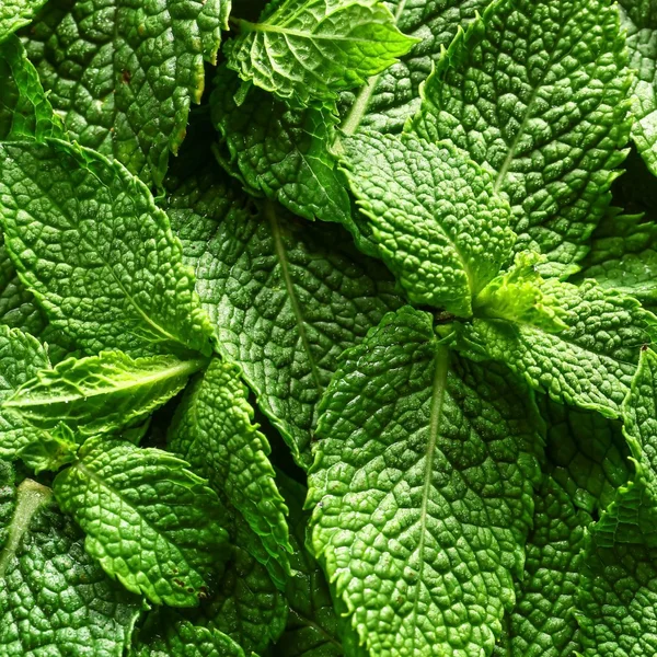 Menthol