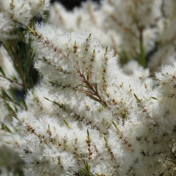Melaleuca alternifolia