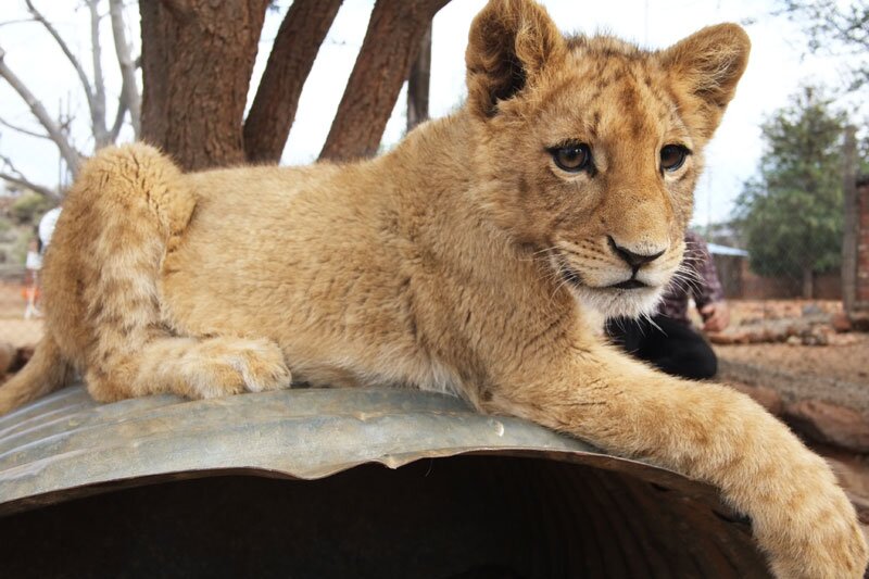 Kimberley, South Africa: Holding Baby Lions