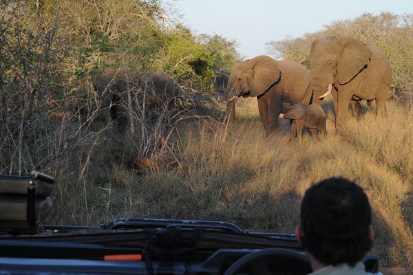 Pause the safari so a herd of elephants can cross