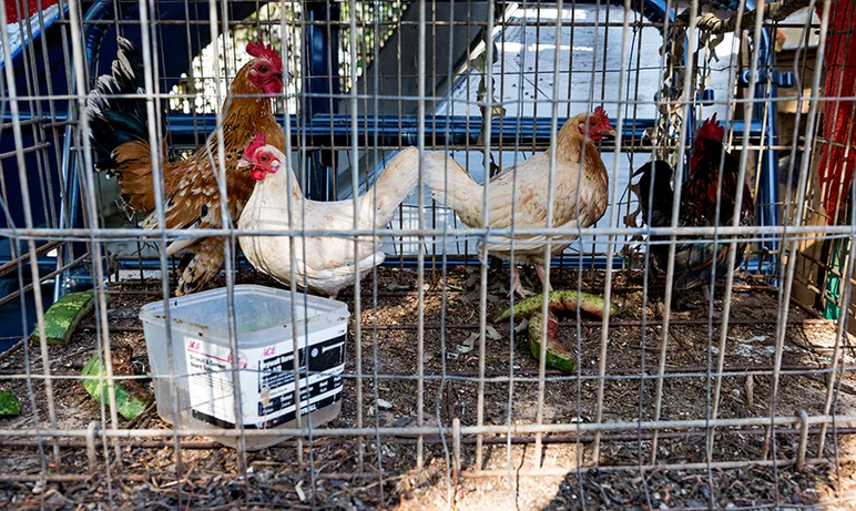 <!--daatl17-bt-->

Chiki-chiki! Chickenheads!