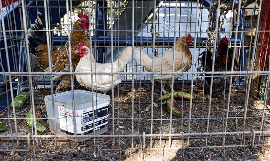 2017 Damn Am Atlanta - Practice & Indy Best Trick