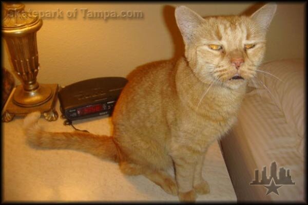 Ryan Clements Cat Caesar