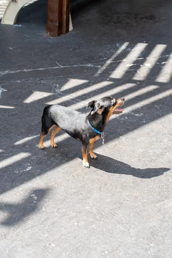 Cute dog in the courtyard. Time for some midday awards!

<!--harvestjam2022-->