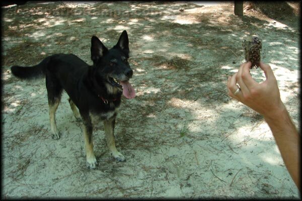 This dog belonged to another campsite