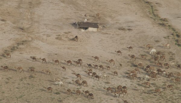 Furlong in Iraq: camels