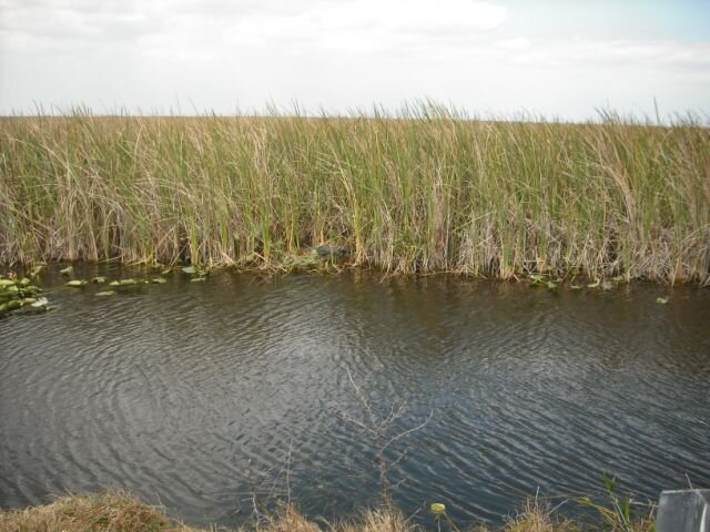 Alligator Alley
