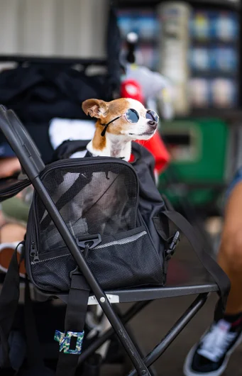 This dog is more photogenic than most of us.

<!--tampapro22tmcontest-->