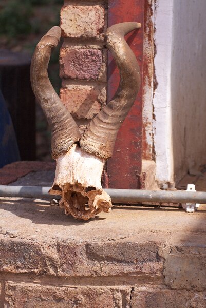 South Africa Chill Time: Spring Bock Antlers