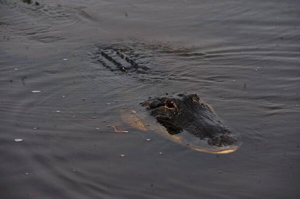 Billabong in Florida