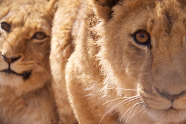 South Africa Chill Time : Lions