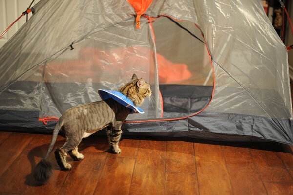 It was like legit camping with the Lion Cat