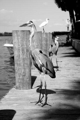 A Regular Week In Tampa: Fishing