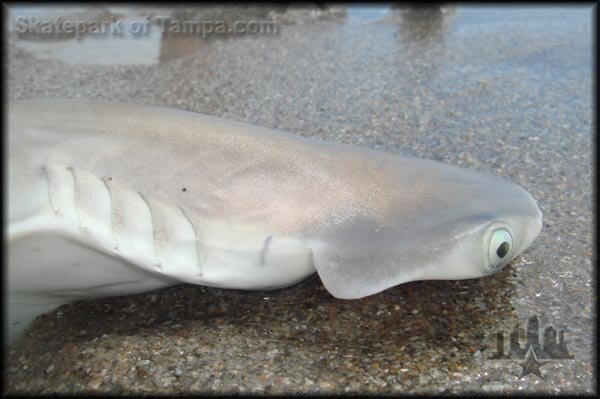 Cocoa Beach Hammerhead Shark