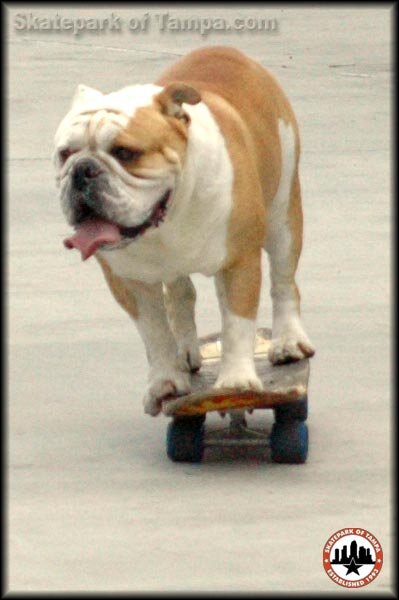 Tyson The Skateboarding Dog