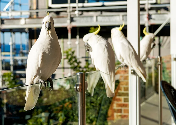 <!--daausfinals-->

Woke up to these lil pesky guys.