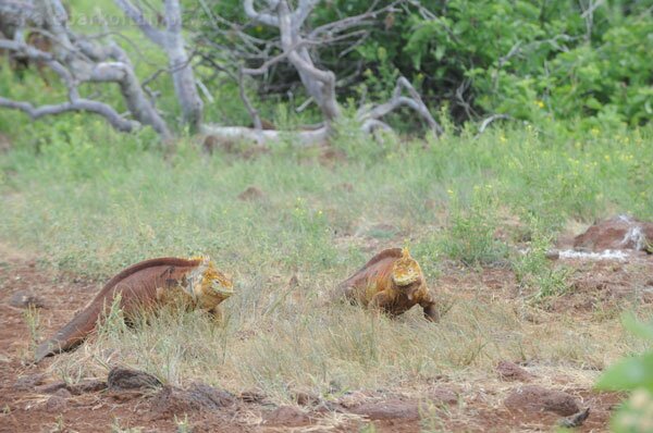 Land Iguanas in the Galapagos Islands
