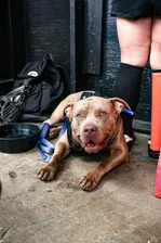 Pause for a cute dog