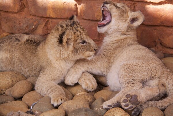 South Africa Chill Time: Baby Lions