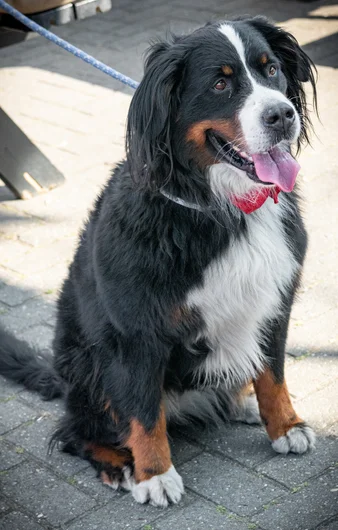 Also welcomed by this cute pup, he’s a good dog.

<!--damnambreda22finalsphotos-->