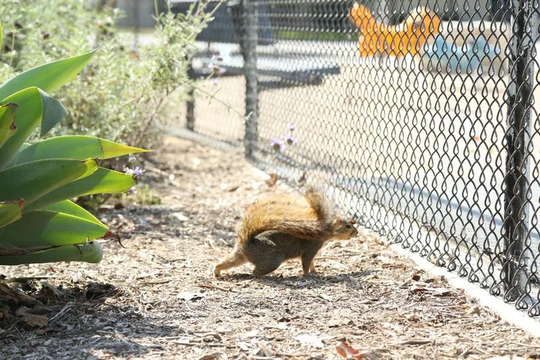 <!-- CAtrip2013 -->

This is not your average Florida squirrel. These guys were everywhere in LBC.