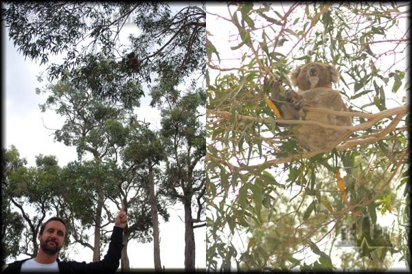 Koala Bear in a Eucalyptus Tree