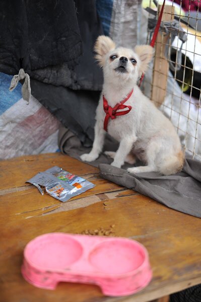 Shanghai Tourist Mission: There aren't many dogs